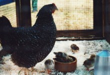 Die erste Henne mit ihren Kücken