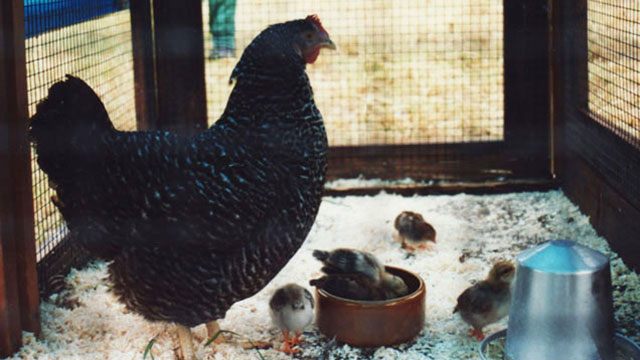 Die erste Henne mit ihren Kücken