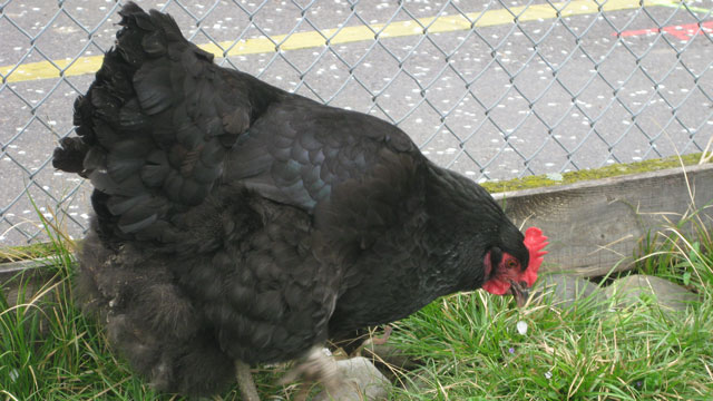 Schwarzes Huhn