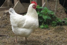Das Weisse Huhn