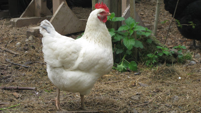 Das Weisse Huhn